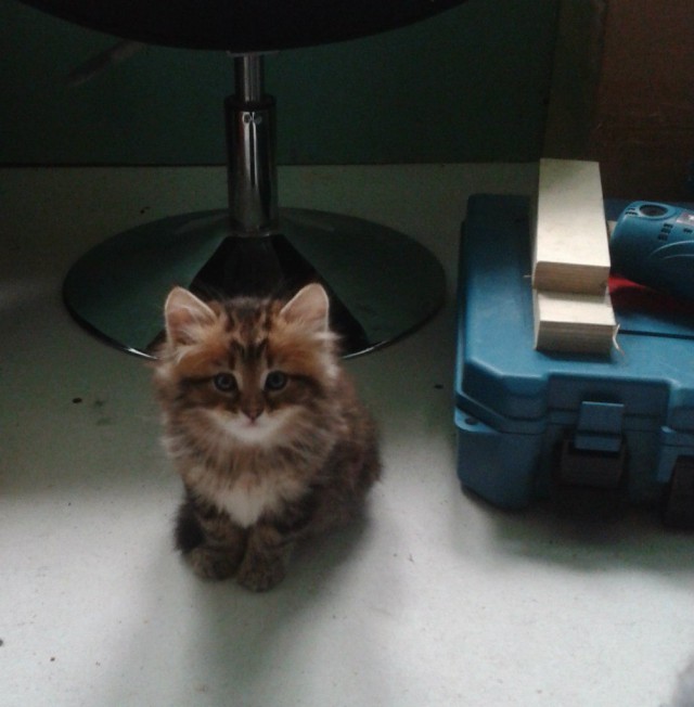 Котовторник  08.07.2014