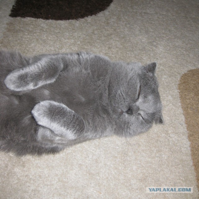 Котовторник  08.07.2014