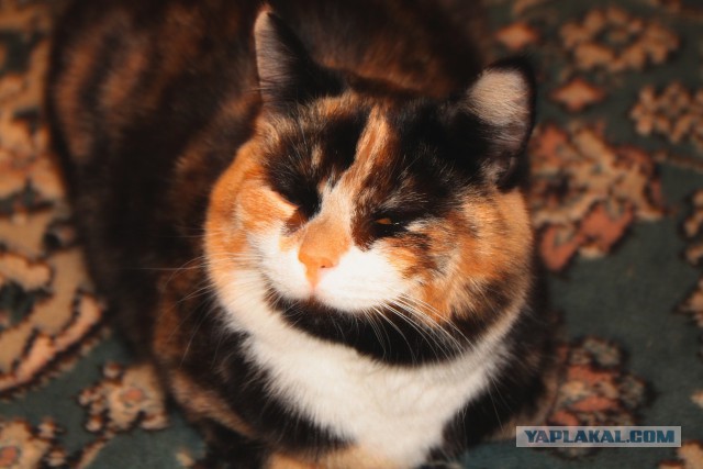 Котовторник 30.09.2014