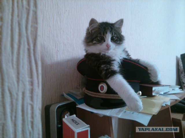 Сторожевой кот