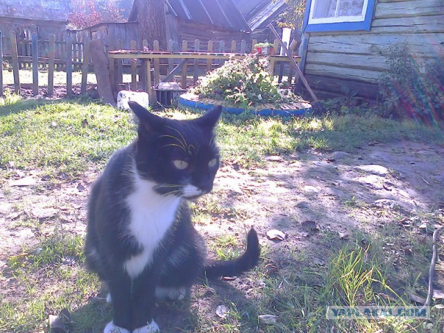 Котовторник 30.12.2014