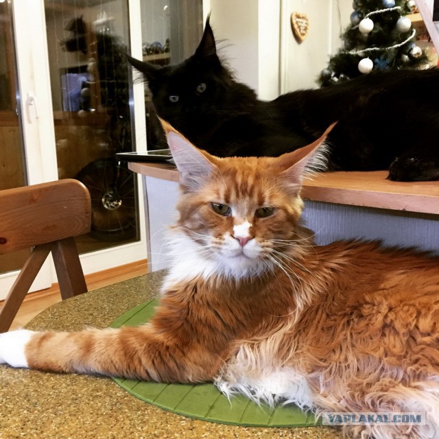 Котовторник 27.01.2015