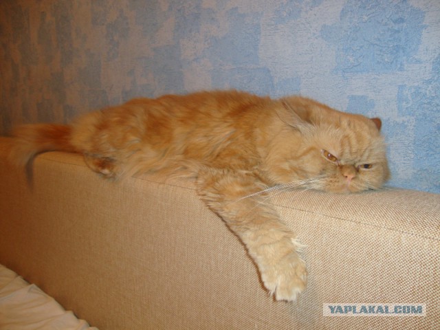 Котовторник 27.01.2015