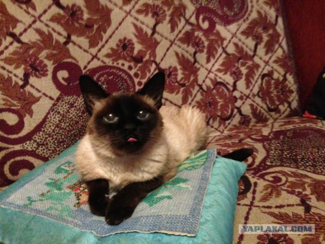 Котовоскресенье