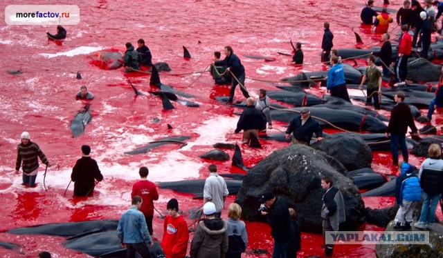 10 странностей датчан,которые удивляют иностранцев