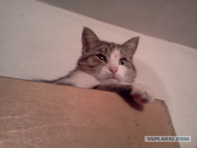 Котовторник   02.06.2015
