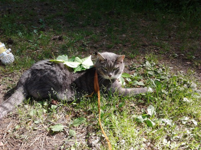 Котовторник  21.07.2015