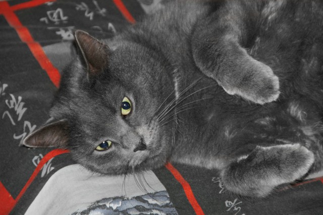Котовторник 15.12.2015