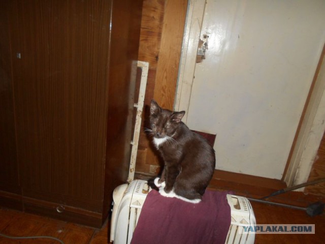 Жизнь домашнего приюта для котеек 101