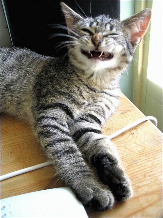 Коты, кошки, котята