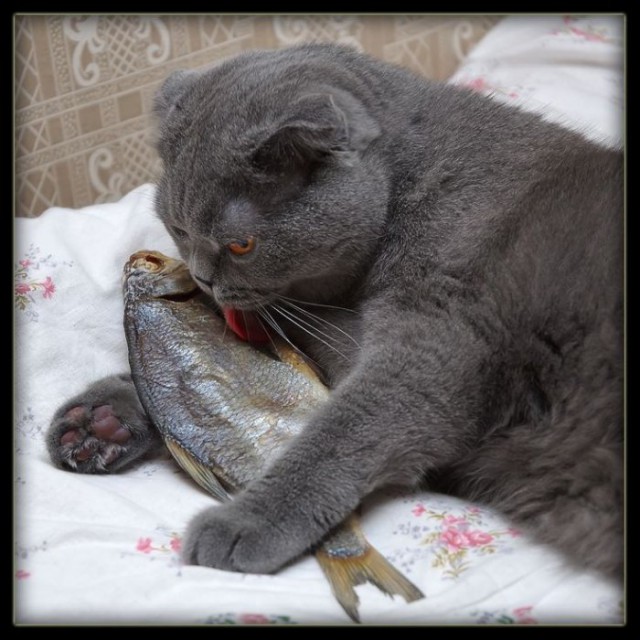 Демы к котовторнику!