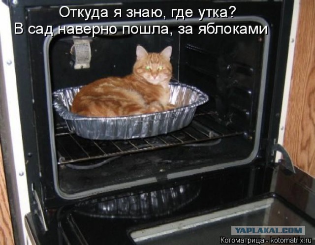 А ты не забыл покормить кота?!