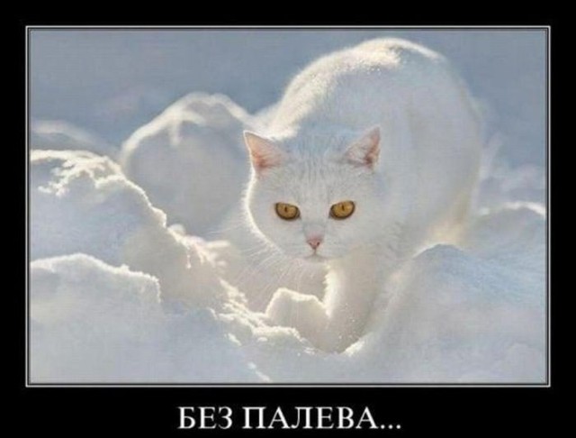 Немножко картинок с буквами, типа демотиваторы