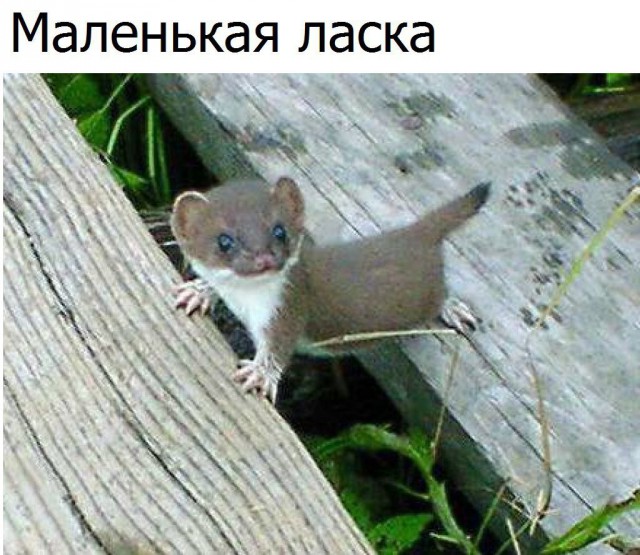 Самые смешные животные