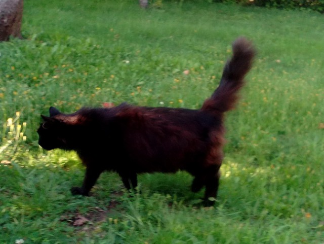 Котовторник 07.03.2017