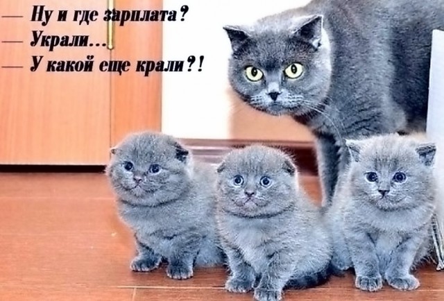 Как на Руси появились кошки?