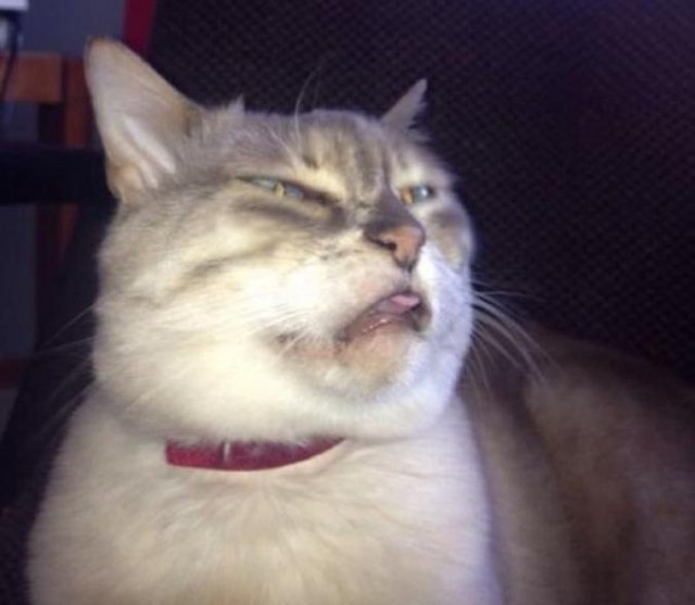 Коты и Кошки