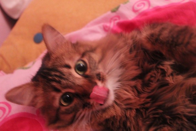 Коты и Кошки