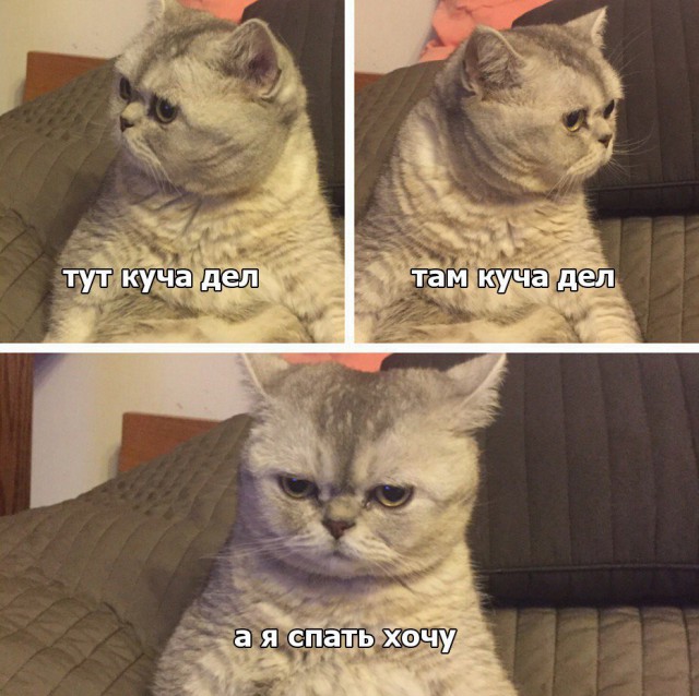 Коты и Кошки
