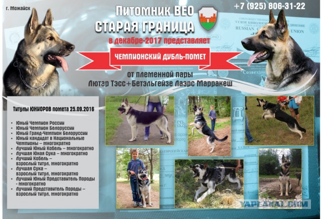 8 исчезнувших пород собак, которых не осталось даже на фотографиях