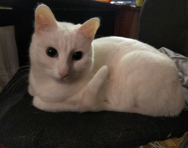 Котовторник 30.01.2018