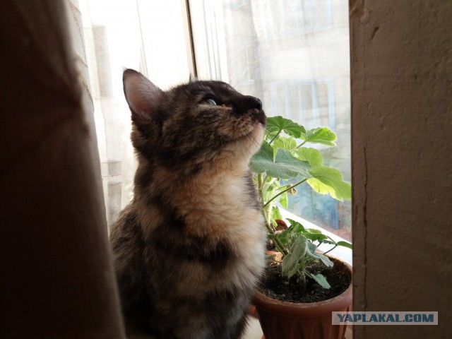 Вся красота беспородных кошек. Котовторнику посвящается.
