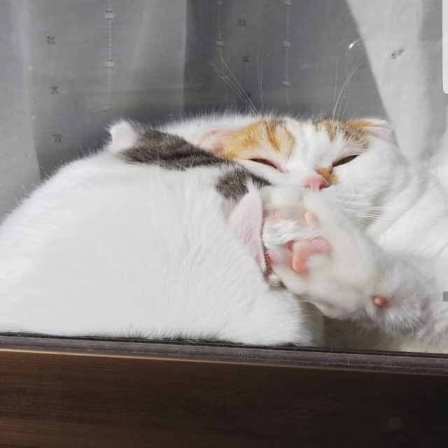 Прикольных котов пост