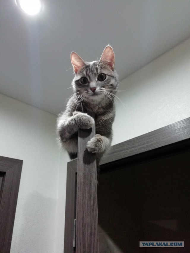 Котовторник 20.03.2018