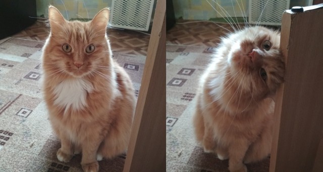 Котовторник