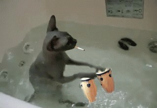 Котовторник на 22 июня