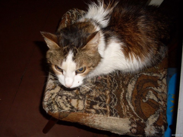 Котовторник  07.06.11