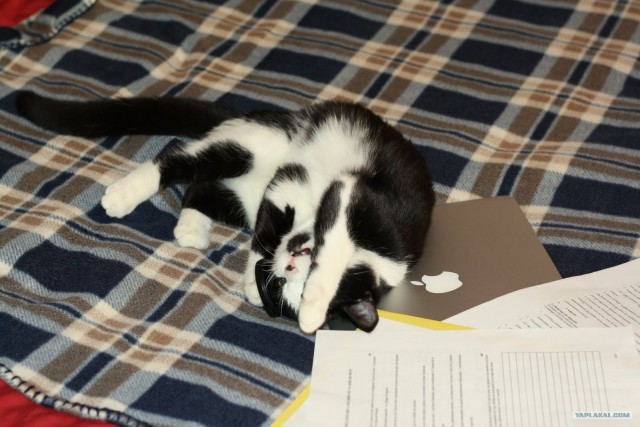 Котовторник (07.02.2012)