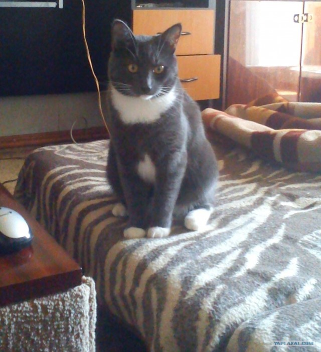 Котовторник (21.02.2012)