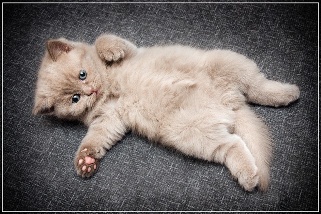 Котовторник 20.03.2012