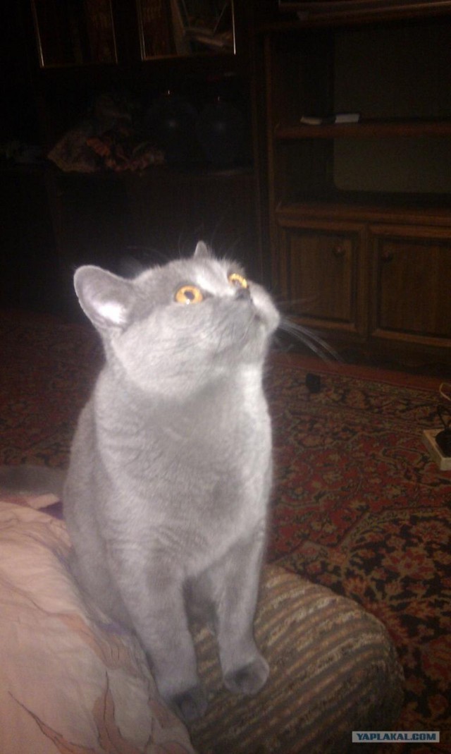 Котовторник  от 3.04.2012