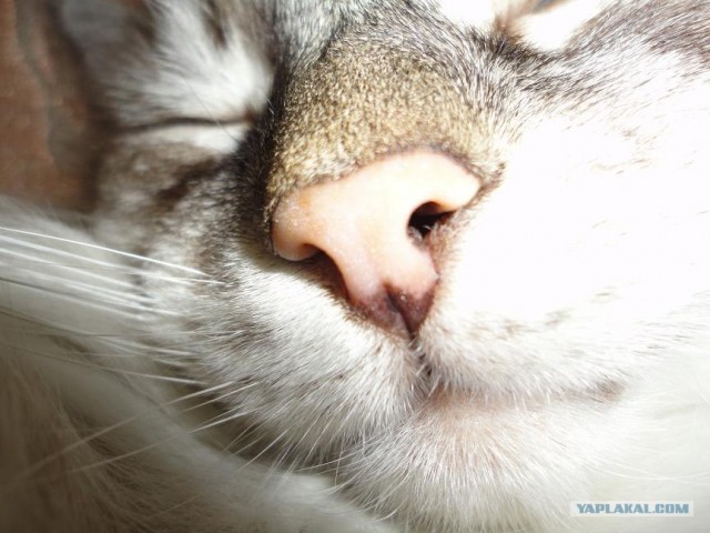 Котовторник 17.04.2012