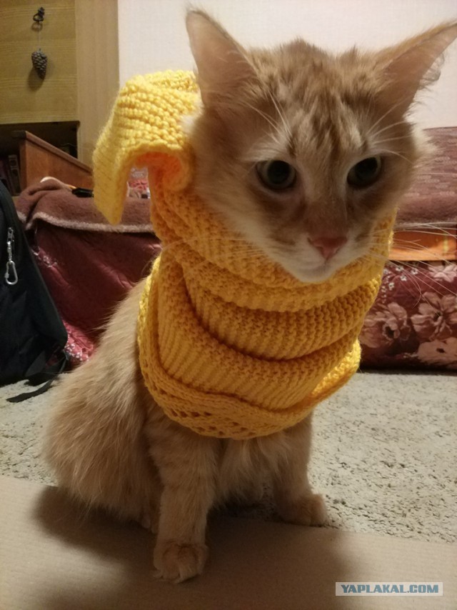 Зимние коты