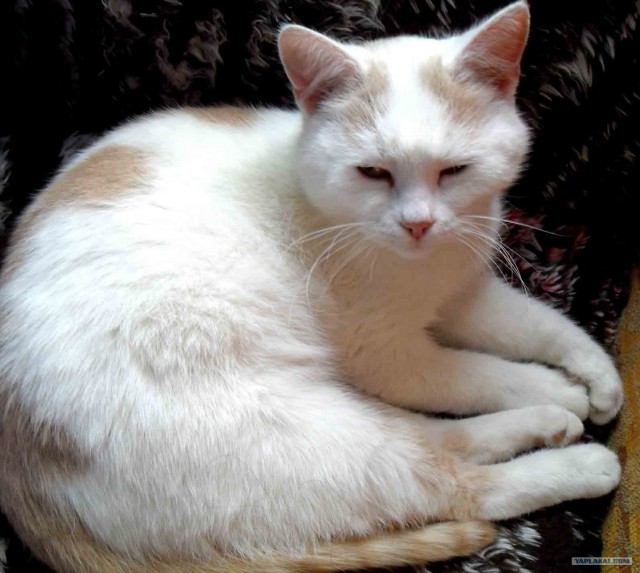 Котовторник 30.10.2012