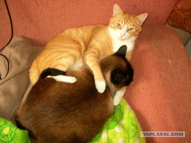 Котовторник 26.02.2019