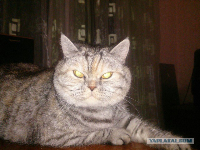 Котовторник 18.06.2019
