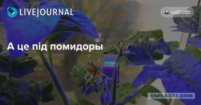СМИ: Алина Кабаева купила участок на Рублевке за 655 млн рублей