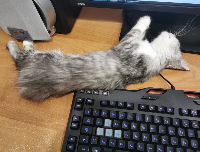 Что значит поза, в которой спит твоя кошка