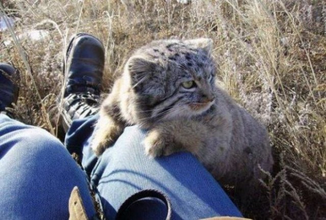 Человек нашел грязных котят, за которых ему заплатили бы до 4 000 000 рублей