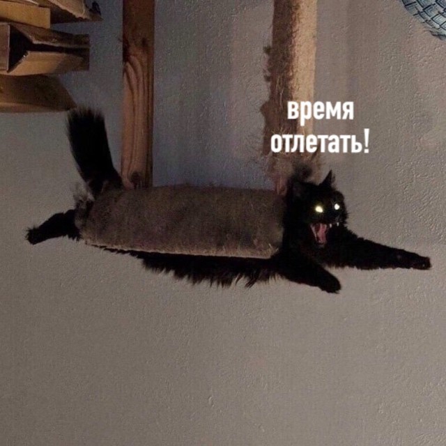 Котики