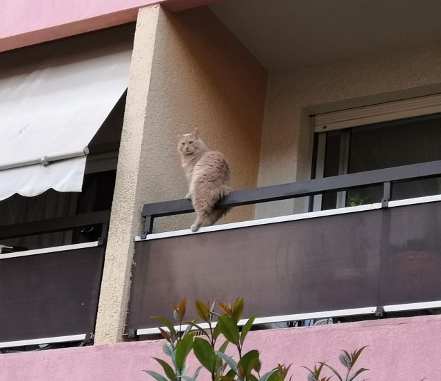 Коты, которые нас порадовали!