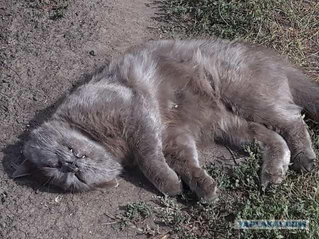 Котовторник?! Коты во вторник!