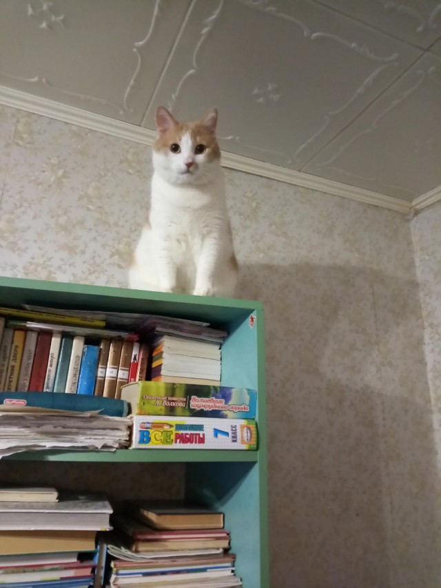 Котовторник.