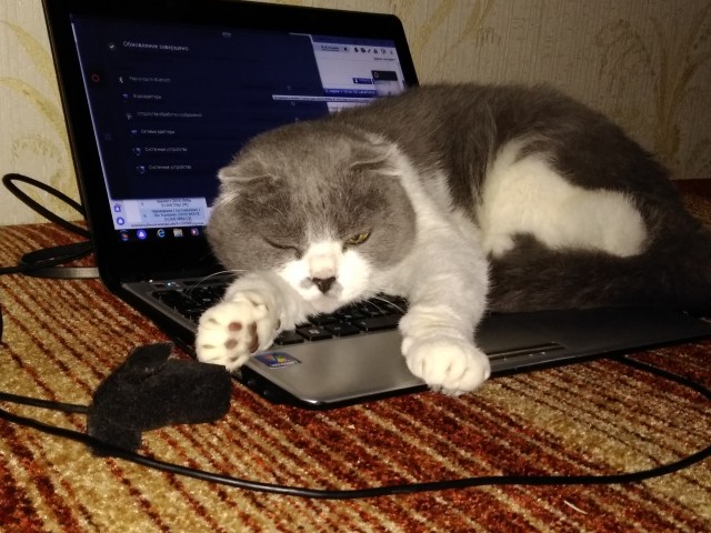 По просьбам в теме ниже. Реальный котовторник!