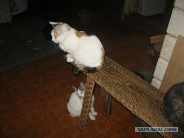 Жизнь домашнего приюта для котеек 314