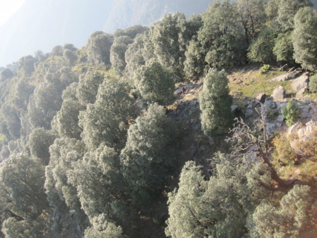 Орел против парапланериста